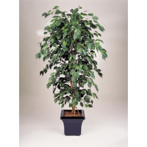 https://www.techni-contact.ovh/ressources/images/produits/merchandising/ficus-exotique-artificiel-1646987-1.jpg - Hauteur : 150 cm