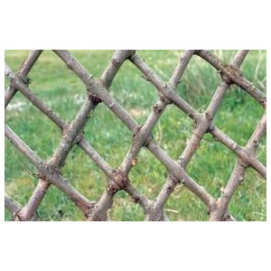 https://www.techni-contact.ovh/ressources/images/produits/merchandising/haie-en-osier-vivant-tressage-losange-15776117-1.jpg - Haies en branches de saule tressées lors de la plantation
