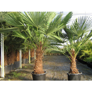 https://www.techni-contact.ovh/ressources/images/produits/merchandising/palmier-a-chanvre-8696541-1.jpg - Importante résistance au froid