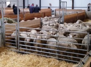 Barrière de stabulation ovine - 0.8/1.2 m à 5m/6m