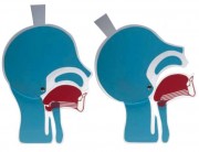 Maquette de tête en coupe