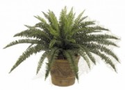 Plante d'extérieur fougere Traitée anti-UV