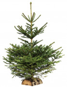 Sapin de Noël Epicéa - de 80 à 300 cm - Avec ou sans bûche