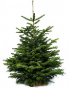 Sapin de Noël naturel 