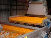 Tapis vibrant industriel pour carottes