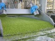 Transporteur vibrant pour petits pois