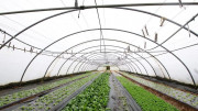 Tunnel de production agricole